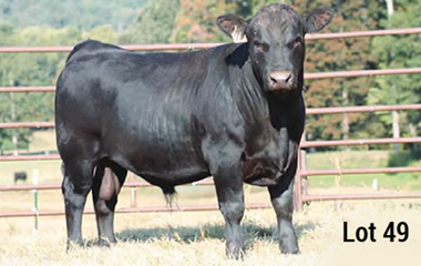 Lot 49- TJB 408P SANDHILLS 508C ET
